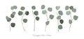 Eucalyptus silver dollar foliage natural branches with leaves Royalty Free Stock Photo
