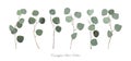 Eucalyptus silver dollar foliage natural branches with leaves