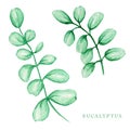 Eucalyptus silver dollar greenery, gum tree foliage natural leaves branches tropical elements set. Watercolor hand drawn Royalty Free Stock Photo