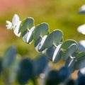 Eucalyptus stem, Baby Blue leaves, over sunny blurred colored background