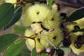 Eucalyptus Stricklandii