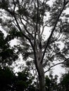 Artistic view of an eucalyptus tree