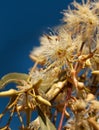 Eucalyptus tereticornis white flowers and buds Royalty Free Stock Photo