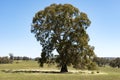 Eucalyptus tree, Australia