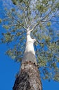 Eucalyptus Tree in Australia