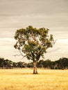 Eucalyptus tree in an Australian landscape scenery
