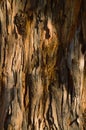 Eucalyptus Tree Bark Royalty Free Stock Photo