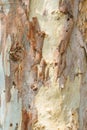 Eucalyptus tree bark Royalty Free Stock Photo