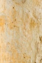 Eucalyptus tree bark Royalty Free Stock Photo