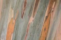 Eucalyptus tree bark close up Royalty Free Stock Photo