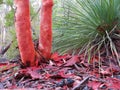 Eucalyptus tree peel on forest floor, Australian nature