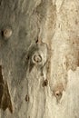 Eucalyptus tree bark Royalty Free Stock Photo