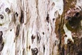 Eucalyptus tree Royalty Free Stock Photo