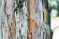 Eucalyptus tree bark texture Royalty Free Stock Photo