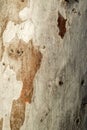 Eucalyptus tree bark Royalty Free Stock Photo