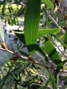 Eucalyptus Tree Branch. Royalty Free Stock Photo