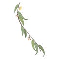 Eucalyptus tree branch with leaves