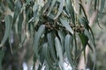 Eucalyptus tree branch with leaves and fruits Royalty Free Stock Photo