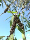 Eucalyptus Tree Branch with Seeds. Royalty Free Stock Photo