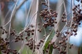 Seeds of eucalyptus tree on a branch Royalty Free Stock Photo