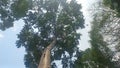 Eucalyptus tree canopy