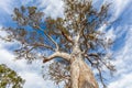 Eucalyptus tree canopy shedding bark.