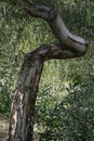 Eucalyptus tree with crooked trunk Royalty Free Stock Photo