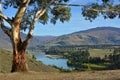 Eucalyptus Tree and Kawarau River Valley, Otago, New Zealand