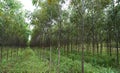 Eucalyptus tree forest, Agriculture background Royalty Free Stock Photo