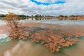 Eucalyptus tree growing out of water in Murray River. Royalty Free Stock Photo