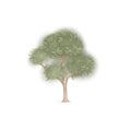 Eucalyptus tree. Hand drawn illustration on white background isolated Royalty Free Stock Photo