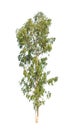 Eucalyptus tree isolated on white background Royalty Free Stock Photo