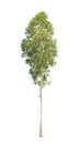 Eucalyptus tree isolated on white background