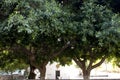 Eucalyptus tree on the kos island green