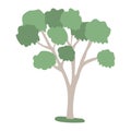 Eucalyptus tree with lush crown, flat style vector