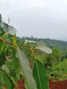 Eucalyptus tree on Mount Manglayang. Bandung West Java January 26, 2023 at 17:01:38