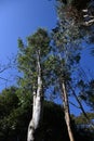 Eucalyptus tree. Myrtaceae evergreen tree, native to Australia.