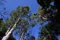 Eucalyptus tree. Myrtaceae evergreen tree, native to Australia.