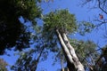 Eucalyptus tree. Myrtaceae evergreen tree, native to Australia.