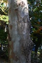 Eucalyptus tree. Myrtaceae evergreen tree, native to Australia.