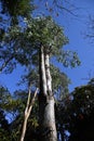 Eucalyptus tree. Myrtaceae evergreen tree, native to Australia.