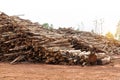 Eucalyptus tree, Pile of wood logs