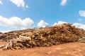 Eucalyptus tree, Pile of wood logs,