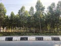 Eucalyptus Tree Plantation Along the side of the road Royalty Free Stock Photo