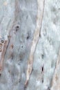 Eucalyptus tree skin