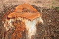 Eucalyptus tree stump after deforestation