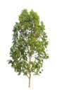 Eucalyptus tree Royalty Free Stock Photo