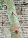 Eucalyptus tree trunk green bark of a young tree with a scar on a branch in the background of a brick wall Royalty Free Stock Photo