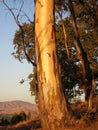 Eucalyptus tree Royalty Free Stock Photo