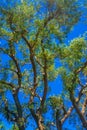 Eucalyptus Tree Trunk Lines in Sky